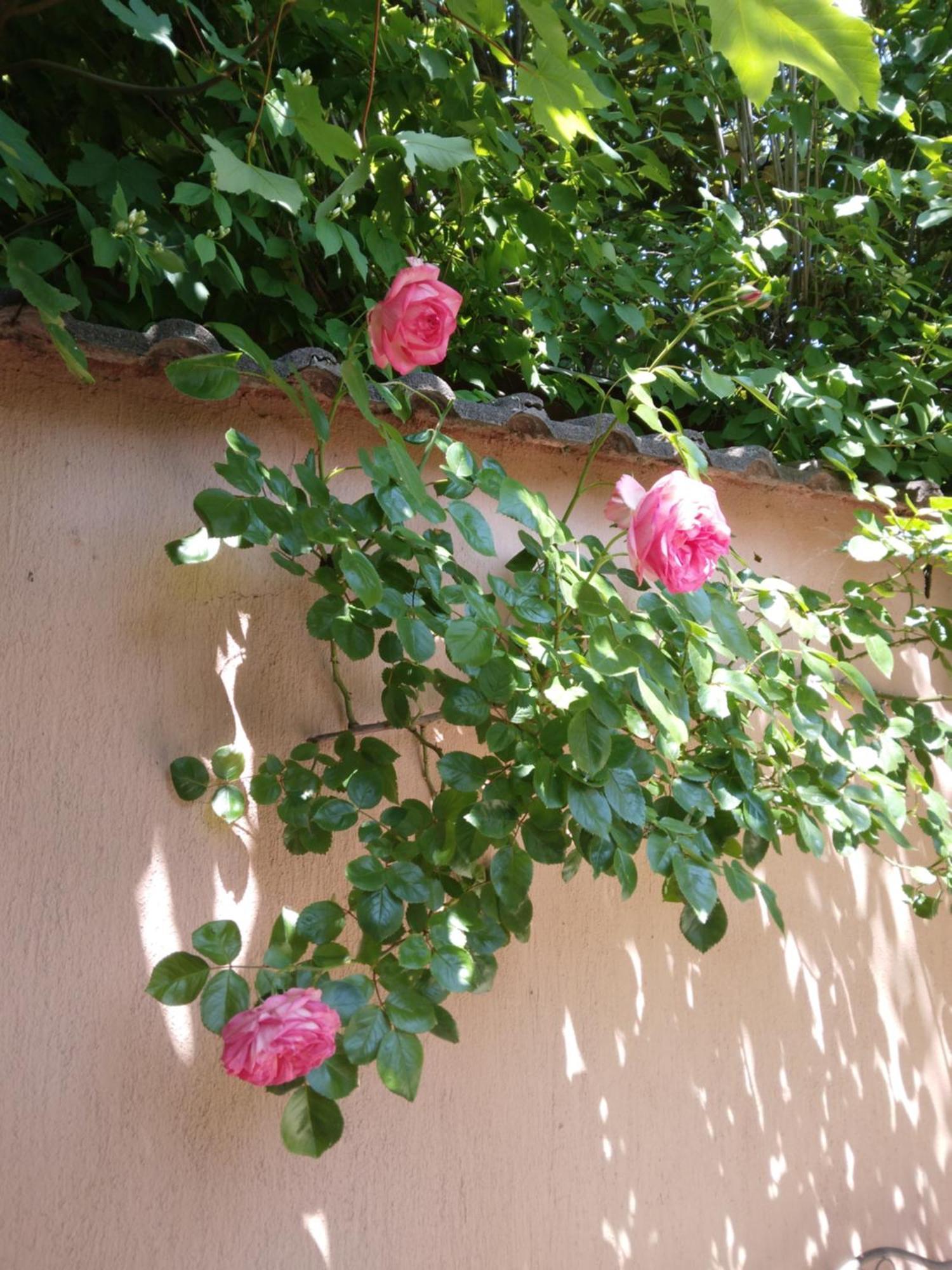 Ferienwohnung Siraly Haz Révfülöp Exterior foto